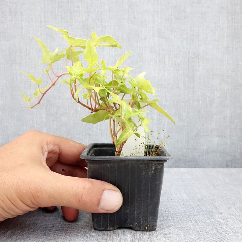 Exemplar von Efeu Courage - Hedera helix Kleine Töpfe von 8/9 cm wie im Sommer geliefert