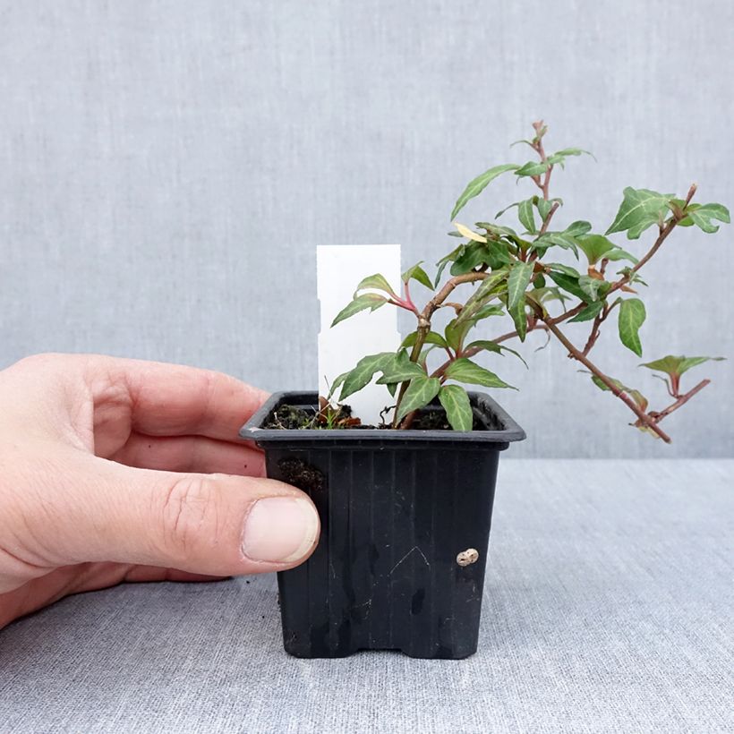 Exemplar von Efeu Cross Switch - Hedera helix Kleine Töpfe von 8/9 cm wie im Frühjahr geliefert