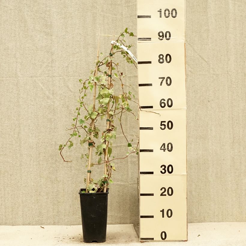 Exemplar von Efeu Eva - Hedera helix Topf mit 2L/3L wie im Sommer geliefert