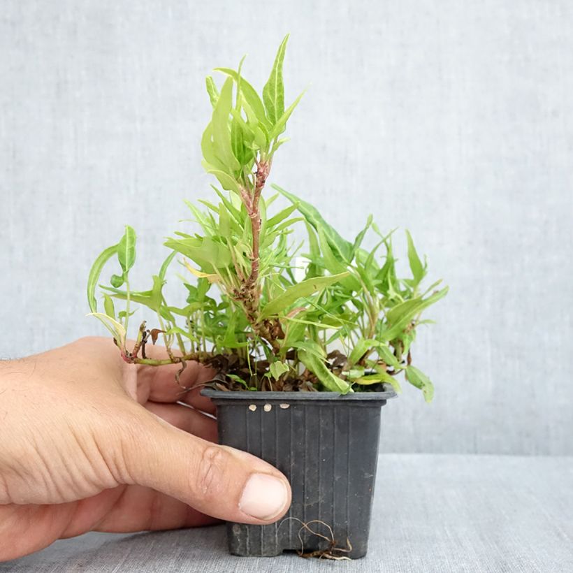 Exemplar von Efeu Evergreen - Hedera helix  Kleine Töpfe von 8/9 cm wie im Frühjahr geliefert