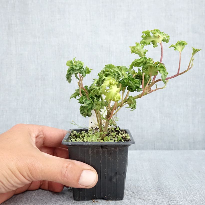 Exemplar von Efeu Filigran - Hedera helix Kleine Töpfe von 8/9 cm wie im Frühjahr geliefert