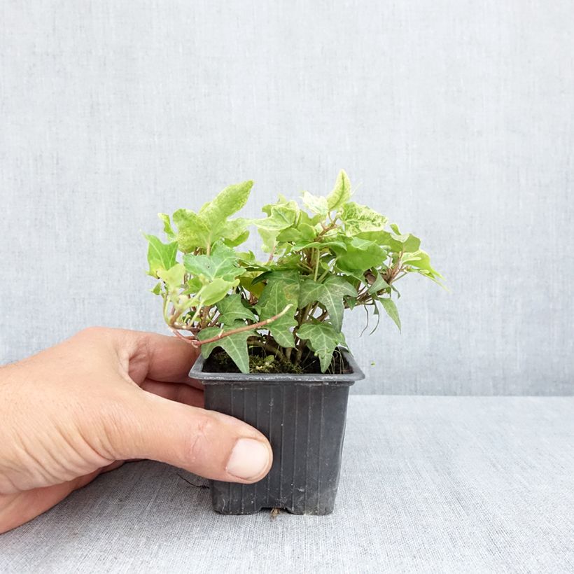 Exemplar von Efeu Frosty - Hedera helix  Kleine Töpfe von 8/9 cm wie im Frühjahr geliefert