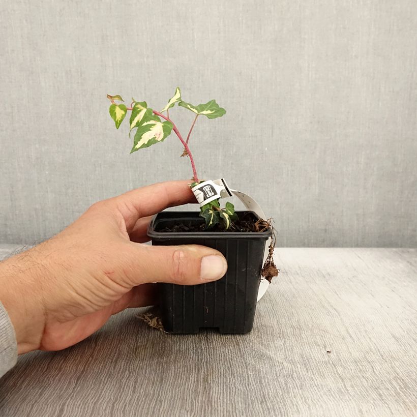 Exemplar von Goldlaubiger Efeu Goldheart - Hedera helix Kleine Töpfe von 8/9 cm wie im Herbst geliefert