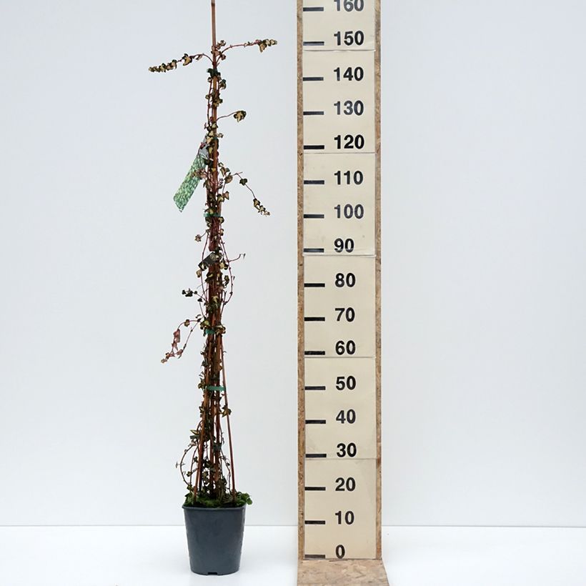 Exemplar von Goldlaubiger Efeu Goldheart - Hedera helix Topf mit 4L/5L wie im Winter geliefert