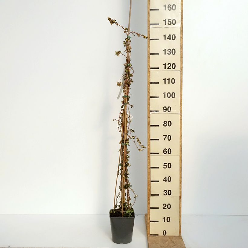Exemplar von Goldlaubiger Efeu Goldheart - Hedera helix Topf mit 4L/5LGelieferte Höhe ca. 100/150cm wie im Frühjahr geliefert