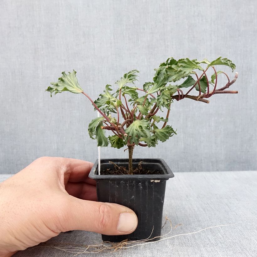 Exemplar von Efeu Ivalace Mutation - Hedera helix  Kleine Töpfe von 8/9 cm wie im Frühjahr geliefert
