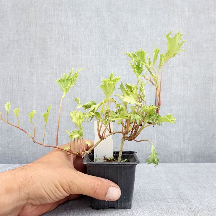 Exemplar von Efeu Ivalace Mutation - Hedera helix  Kleine Töpfe von 8/9 cm wie im Sommer geliefert