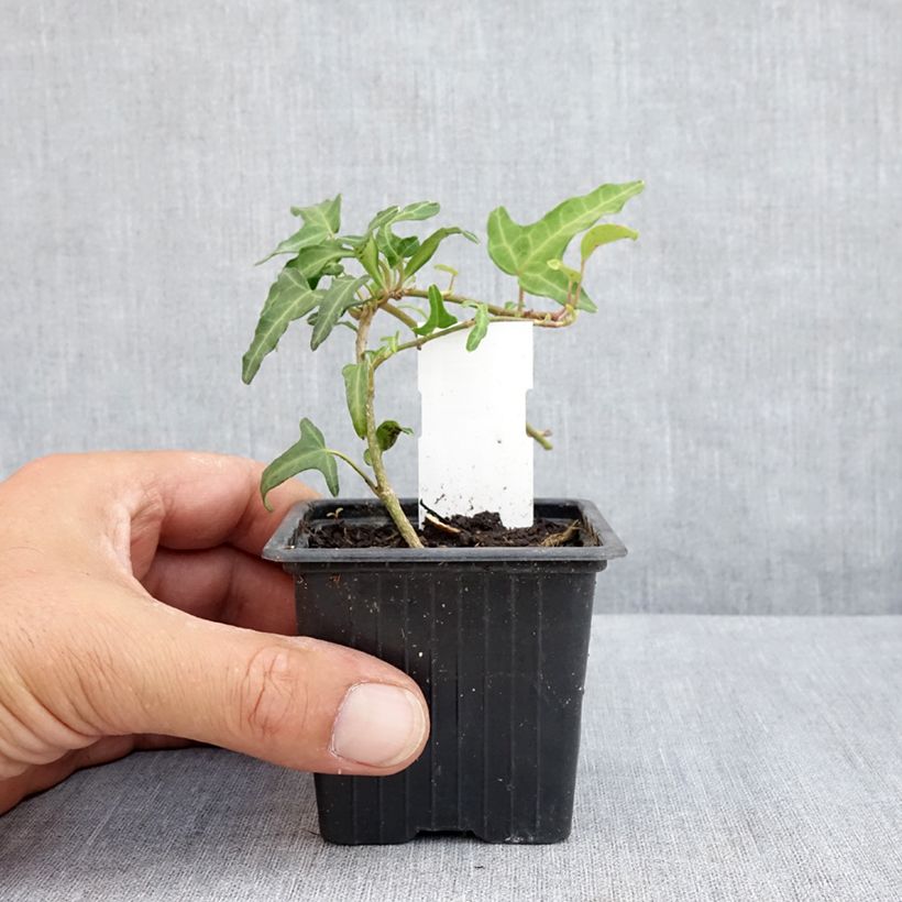Exemplar von Efeu Kappeln - Hedera helix Kleine Töpfe von 8/9 cm wie im Sommer geliefert