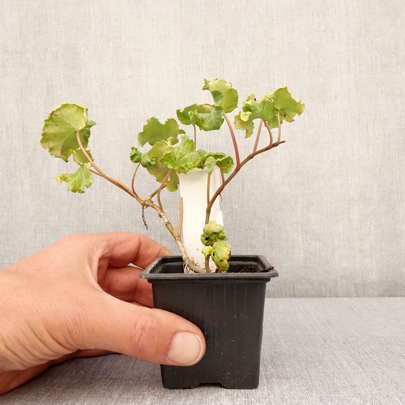 Exemplar von Efeu Obelix - Hedera helix  Kleine Töpfe von 8/9 cm wie im Frühjahr geliefert