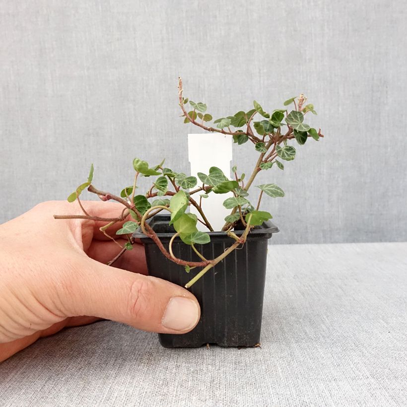 Exemplar von Efeu Peter Pan - Hedera helix  Kleine Töpfe von 8/9 cm wie im Frühjahr geliefert