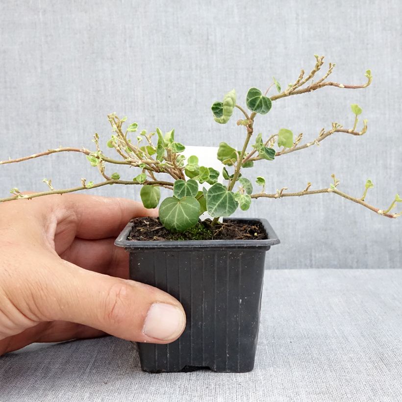 Exemplar von Efeu Peter Pan - Hedera helix  Kleine Töpfe von 8/9 cm wie im Sommer geliefert