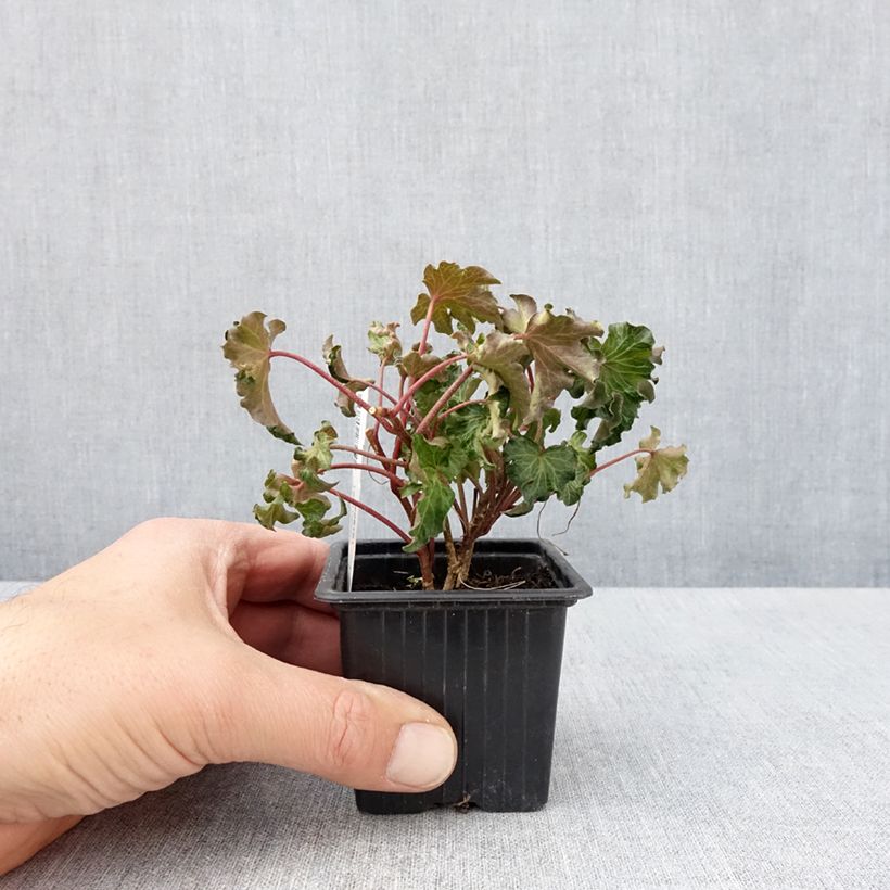 Exemplar von Efeu Tango - Hedera helix  Kleine Töpfe von 8/9 cm wie im Frühjahr geliefert