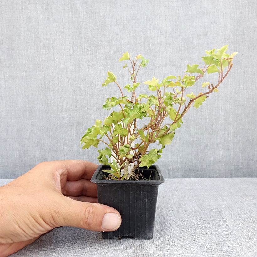 Exemplar von Efeu Tango - Hedera helix  Kleine Töpfe von 8/9 cm wie im Sommer geliefert