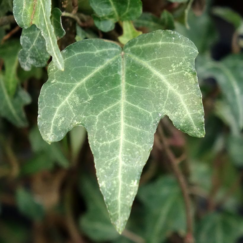 Aloe Christmas Carol (Laub)