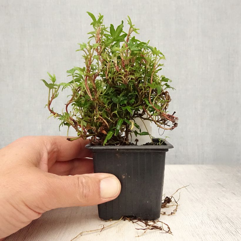 Exemplar von Efeu Dyinnii - Hedera helix Kleine Töpfe von 8/9 cm wie im Sommer geliefert