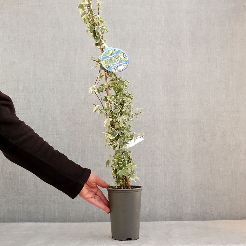 Exemplar von Efeu White Ripple - Hedera helix Topf mit 1,5L/2LGelieferte Höhe ca. 20/25cm wie im Frühjahr geliefert