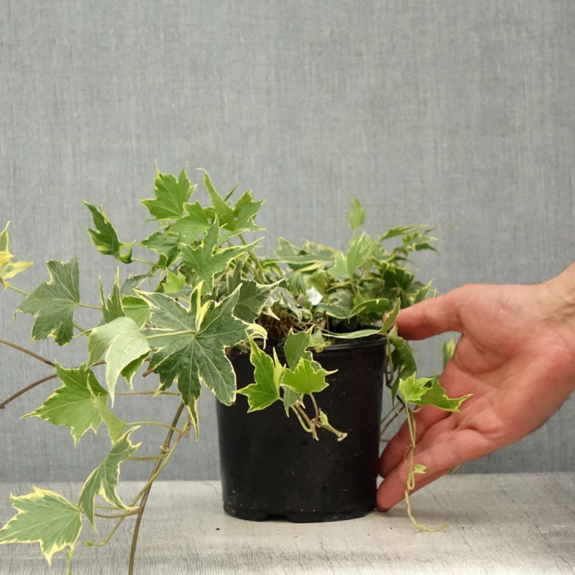 Exemplar von Goldlaubiger Efeu Yellow Ripple - Hedera helix Topf mit 1,5L/2LGelieferte Höhe ca. 20/25cm wie im Frühjahr geliefert