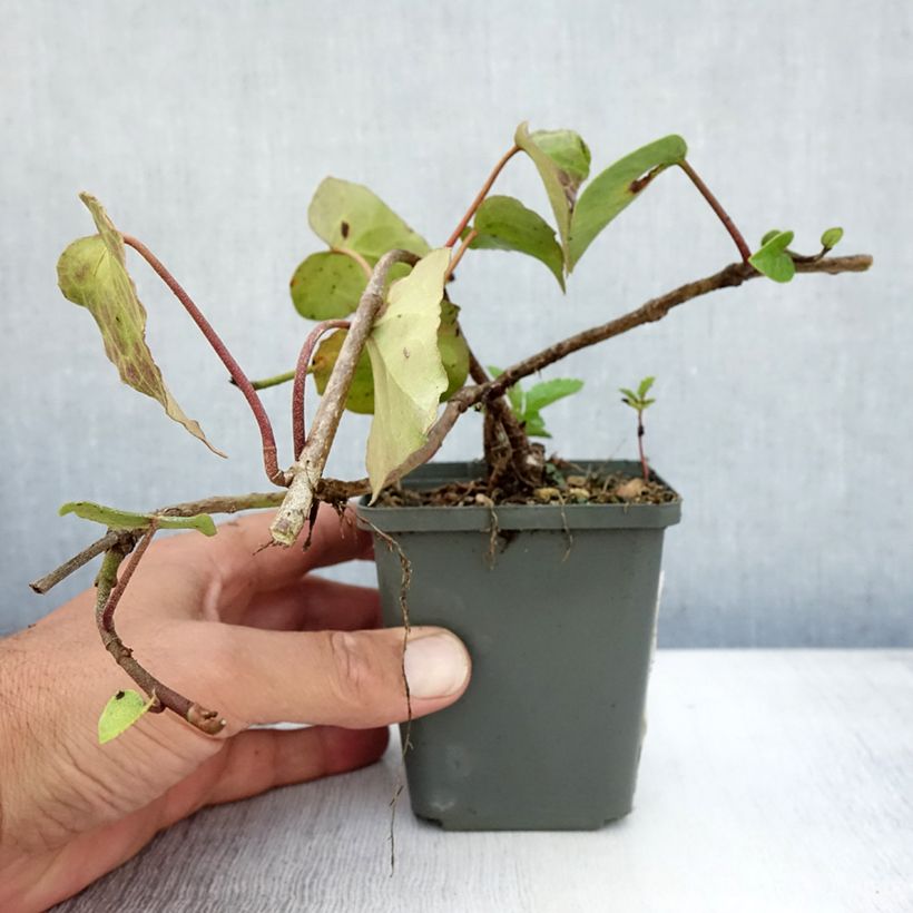 Exemplar von Hedera colchica - Kaukasus Efeu Kleine Töpfe von 8/9 cm wie im Sommer geliefert