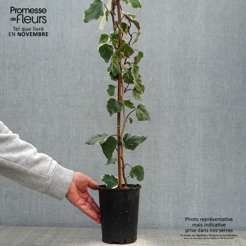Exemplar von Hedera algeriensis Gloire de Marengo - Algerischer Efeu Topf mit 2L/3L wie im Herbst geliefert