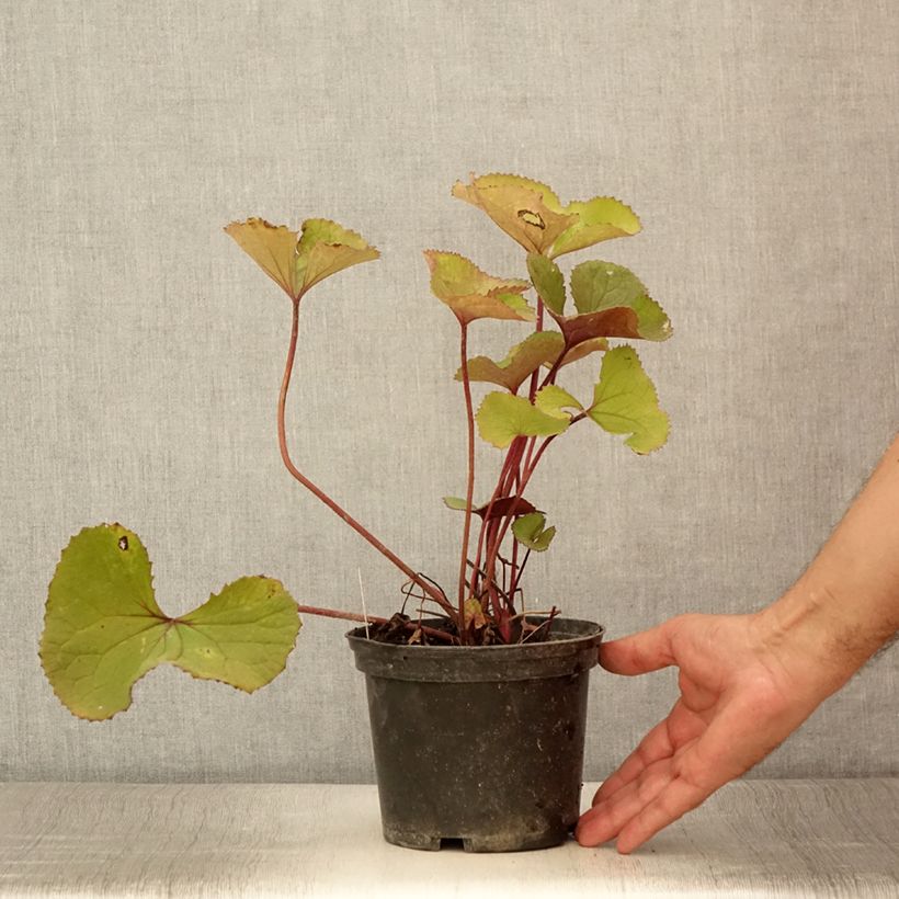 Exemplar von Ligularia hessei Lanternchern - Hesses-Goldkolben Topf mit 2L/3L wie im Sommer geliefert