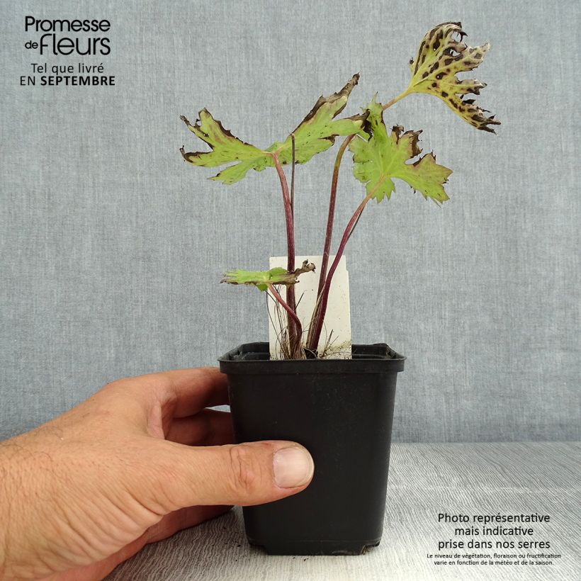 Exemplar von Ligularia przewalskii - Kerzen-Greiskraut Kleine Töpfe von 8/9 cm wie im Sommer geliefert