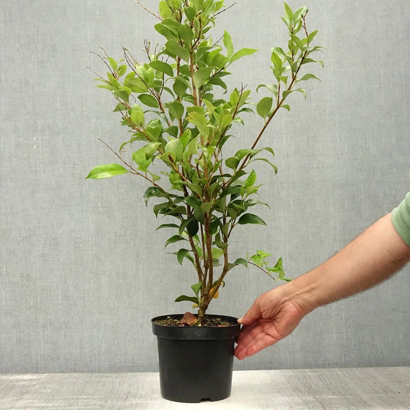 Exemplar von Japanischer Liguster Green Century - Ligustrum japonicum Topf mit 2L/3L wie im Sommer geliefert