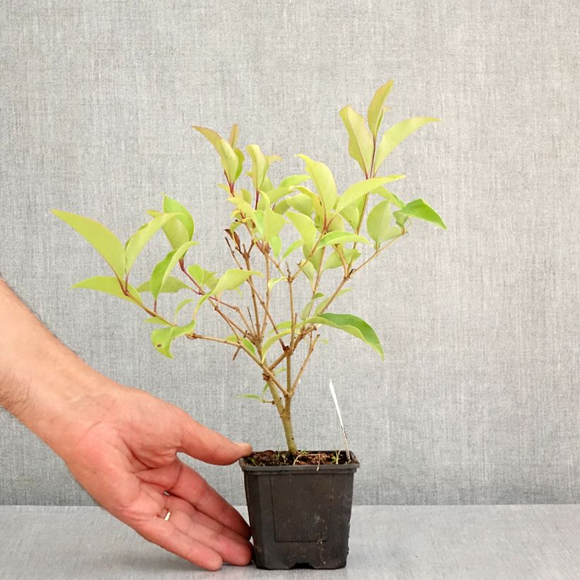 Exemplar von Glanz-Liguster Green Screen - Ligustrum lucidum Kleine Töpfe von 8/9 cm wie im Sommer geliefert