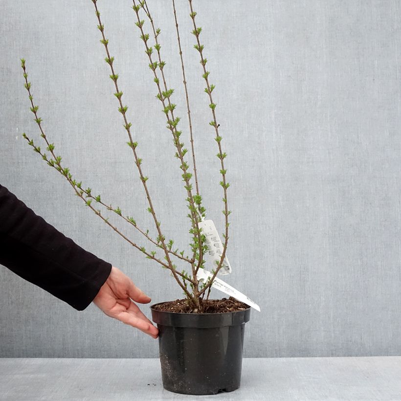 Exemplar von Afghanischer Flieder - Syringa afghanica Topf mit 4L/5LGelieferte Höhe ca. 40/50cm wie im Frühjahr geliefert