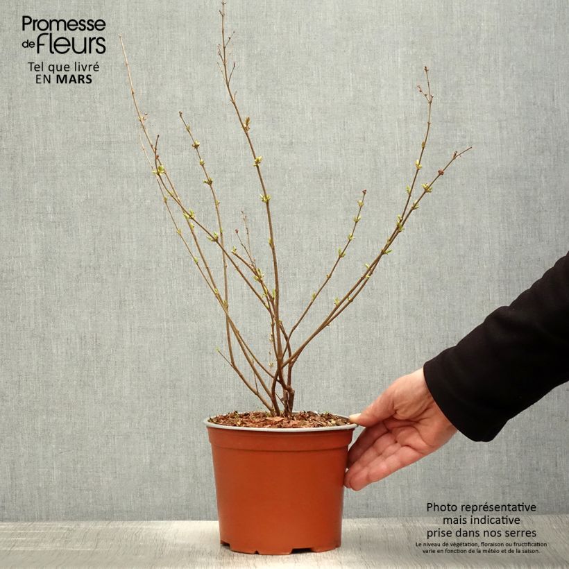 Exemplar von Syringa Pink Perfume - Zwerg-Duftflieder Topf mit 2L/3LGelieferte Höhe ca. 20/40cm wie im Frühjahr geliefert