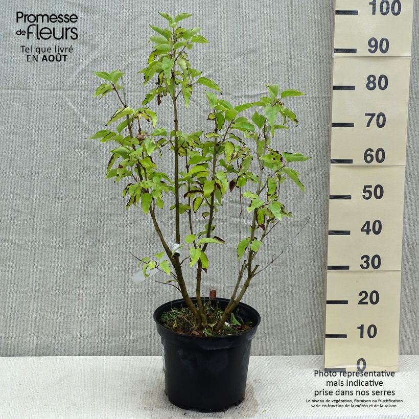 Exemplar von Edelflieder Konchalovskii - Syringa vulgaris Topf mit 7,5L/10L wie im Sommer geliefert