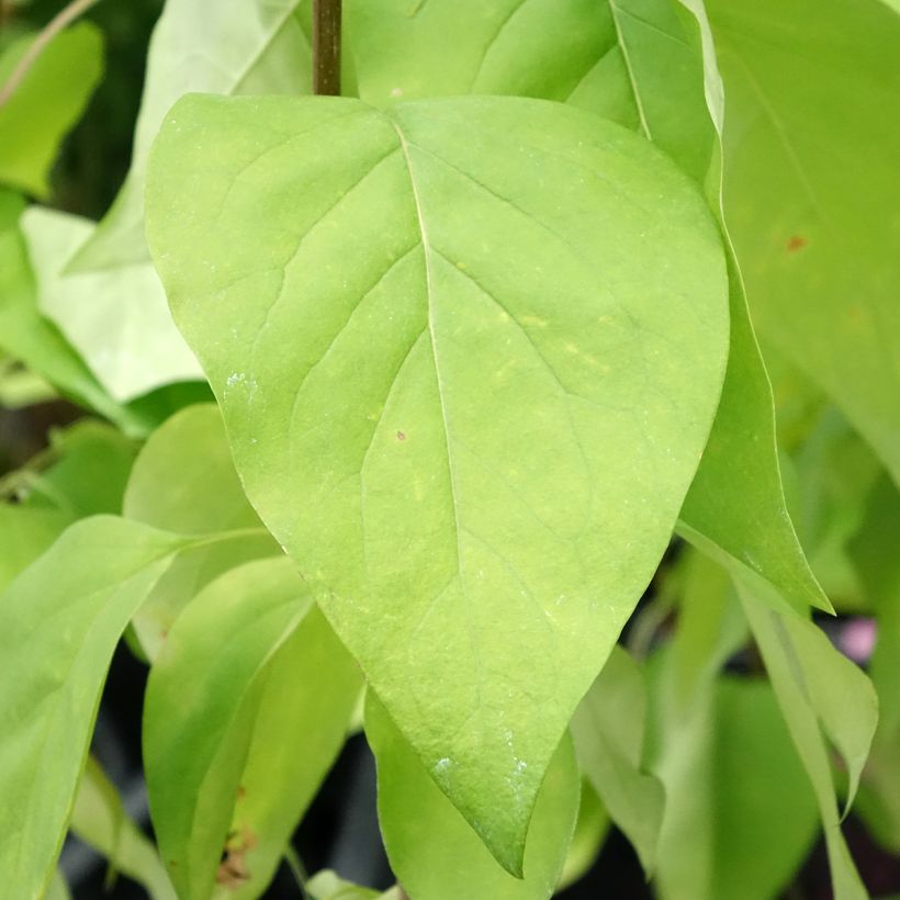 Edelflieder Znamya Lenina - Syringa vulgaris (Laub)