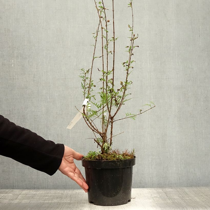 Exemplar von Persischer Flieder var. Laciniata - Syringa persica Topf mit 3L/4L wie im Herbst geliefert