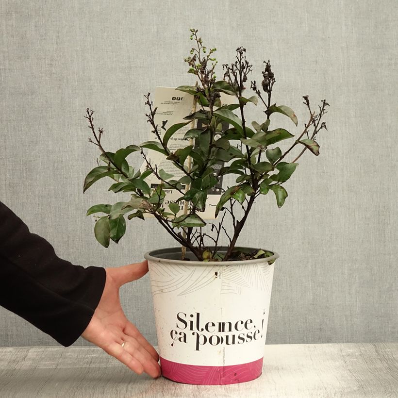 Exemplar von Chinesische Kräuselmyrte Enduring White - Lagerstroemia Topf mit 3L/4L wie im Herbst geliefert