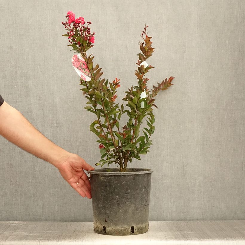 Exemplar von Chinesische Kräuselmyrte Berry Dazzle - Lagerstroemia Topf mit 7,5L/10L wie im Sommer geliefert