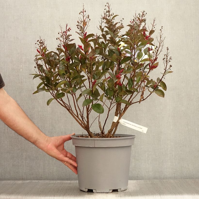 Exemplar von Chinesische Kräuselmyrte Enduring Lavender - Lagerstroemia Topf mit 7,5L/10L wie im Sommer geliefert