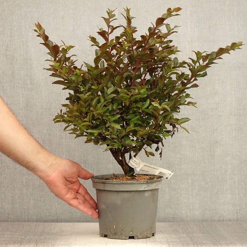 Exemplar von Chinesische Kräuselmyrte Enduring Red - Lagerstroemia Topf mit 3L/4L wie im Sommer geliefert
