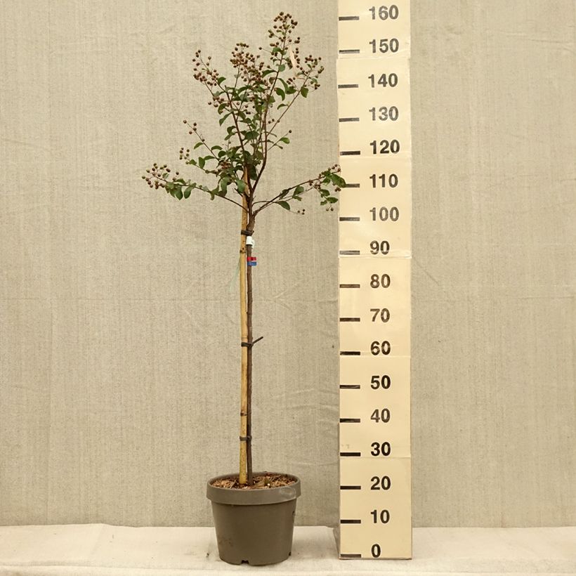 Exemplar von Chinesische Kräuselmyrte Eveline - Lagerstroemia Topf mit 7,5L/10L wie im Herbst geliefert