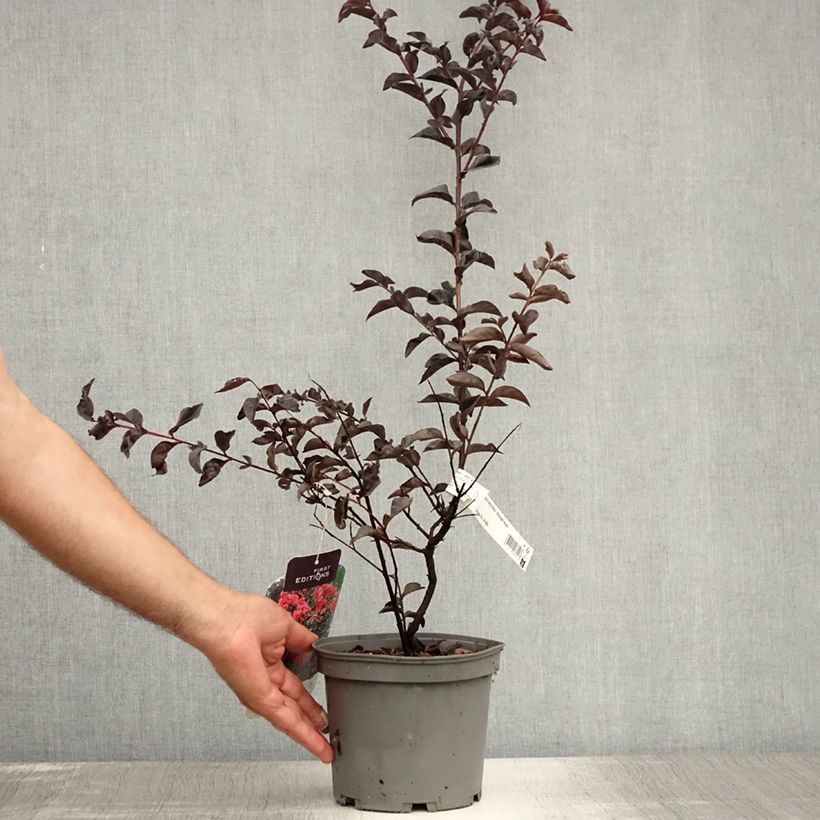 Exemplar von Chinesische Kräuselmyrte Midnight Magic - Lagerstroemia Topf mit 3L/4L wie im Sommer geliefert
