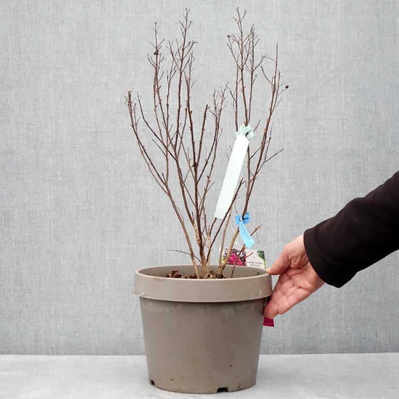 Exemplar von Chinesische Kräuselmyrte Rhapsody In Blue - Lagerstroemia Topf mit 7,5L/10LGelieferte Höhe ca. 60/70cm wie im Frühjahr geliefert