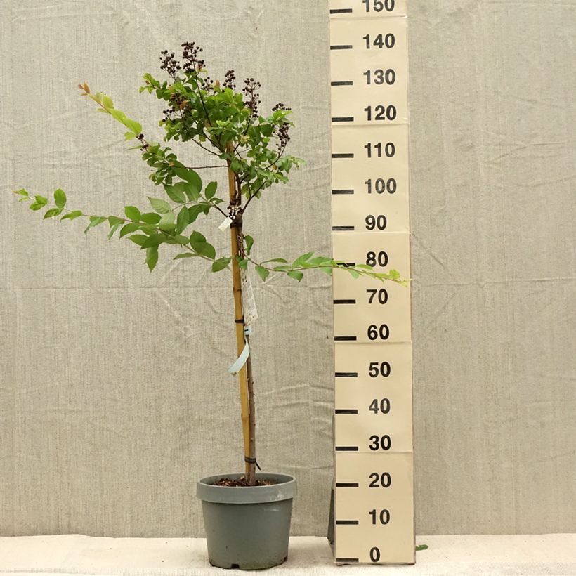 Exemplar von Chinesische Kräuselmyrte White Chocolate - Lagerstroemia Topf mit 7,5L/10L wie im Sommer geliefert
