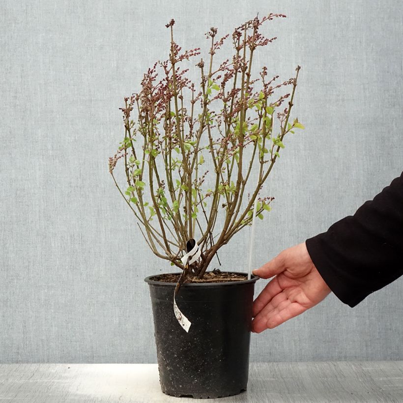 Exemplar von Zwerg-Duftflieder Flowerfesta Pink - Syringa meyeri Topf mit 3L/4LGelieferte Höhe ca. 30/40cm wie im Frühjahr geliefert