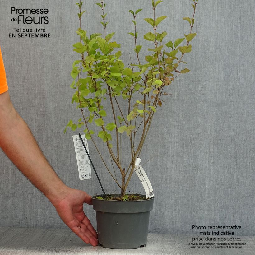 Exemplar von Zwerg-Duftflieder Flowerfesta Purple - Syringa meyeri Topf mit 3L/4L wie im Sommer geliefert