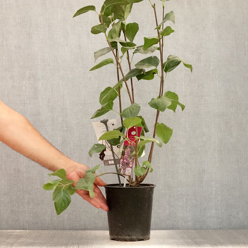 Exemplar von Edelflieder Sensation - Syringa vulgaris Topf mit 3L/4L wie im Sommer geliefert