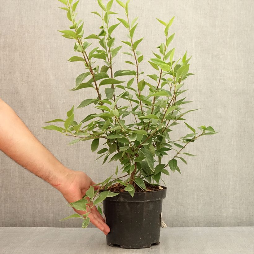 Exemplar von Chinesischer Flieder Saugeana - Syringa chinensis Topf mit 2L/3L wie im Sommer geliefert