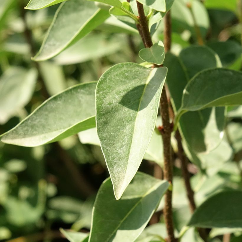 Chinesischer Flieder Saugeana - Syringa chinensis (Laub)