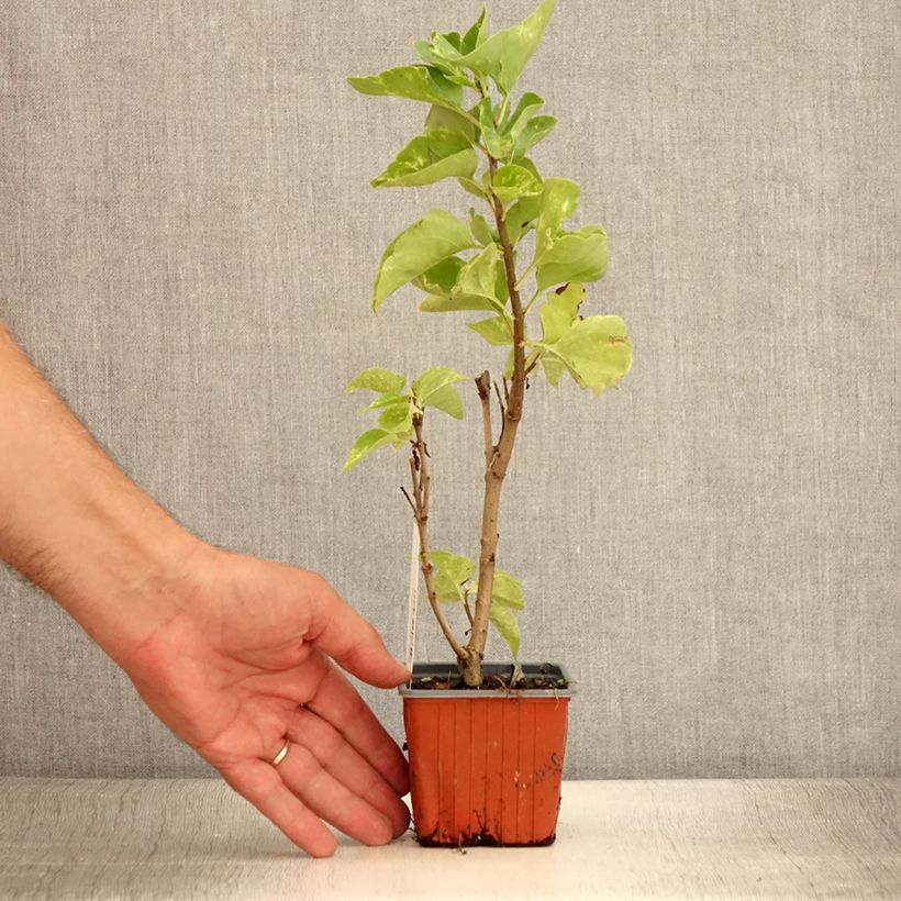 Exemplar von Edelflieder Aucubaefolia - Syringa Kleine Töpfe von 8/9 cm wie im Sommer geliefert