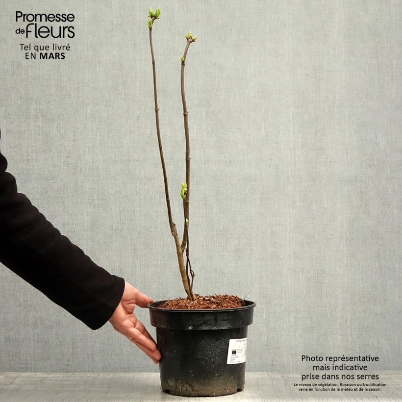 Exemplar von Edelflieder Charles Joly - Syringa vulgaris Topf mit 3L/4L wie im Frühjahr geliefert