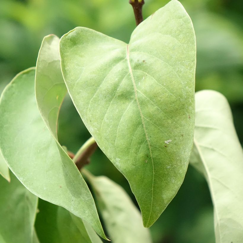 Edelflieder Katherine Havemeyer - Syringa vulgaris (Laub)