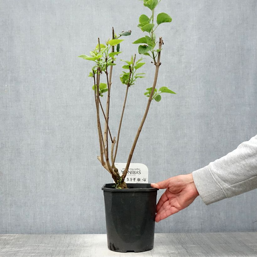 Exemplar von Edelflieder Madame Lemoine - Syringa vulgaris Topf mit 3L/4L wie im Sommer geliefert