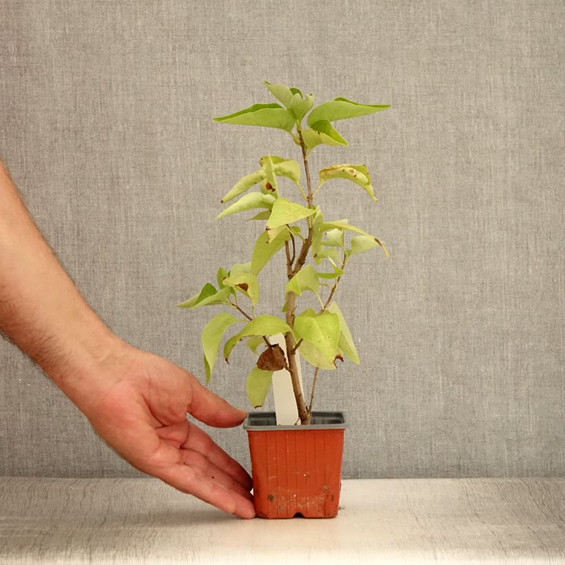 Exemplar von Edelflieder Nadezhda - Syringa vulgaris Kleine Töpfe von 8/9 cm wie im Sommer geliefert